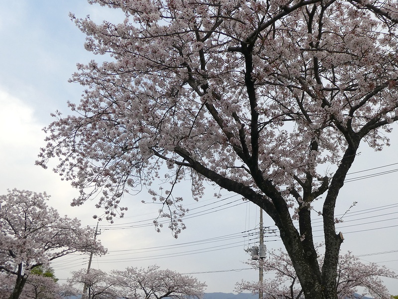 はだの桜みちの桜02