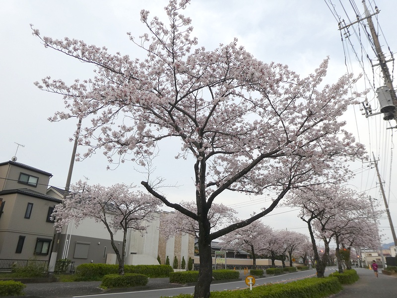 はだの桜みちの桜03