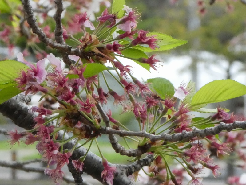 今日の桜の様子