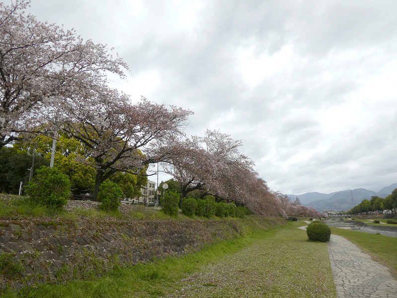 カルチャーパーク前の桜03