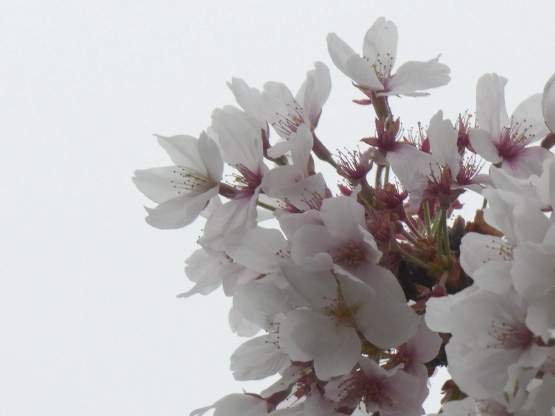 はだの桜みちの桜01