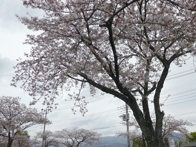 はだの桜みちの桜02