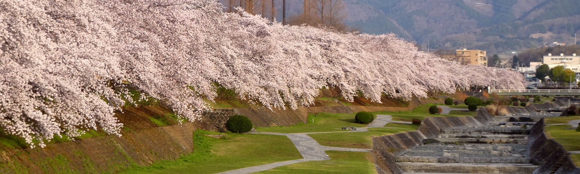 秦野の桜-カルチャーパーク前の桜並木