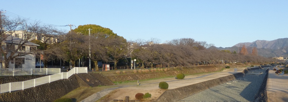 富士見大橋から見たの桜01