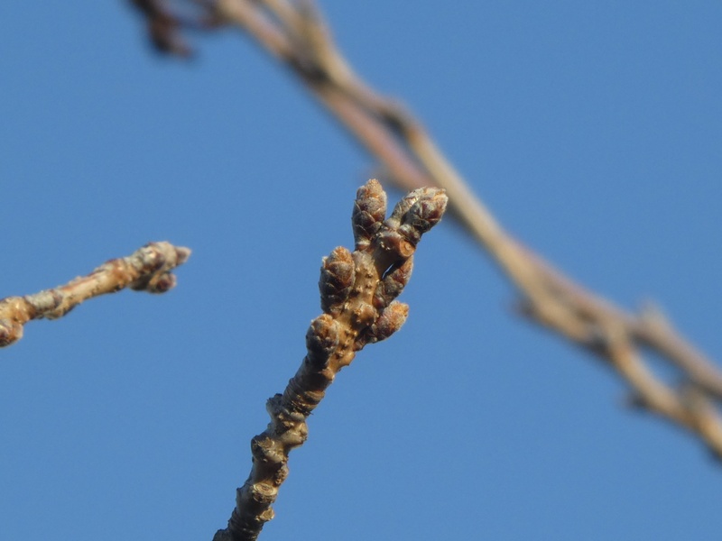 秦野市役所の桜01