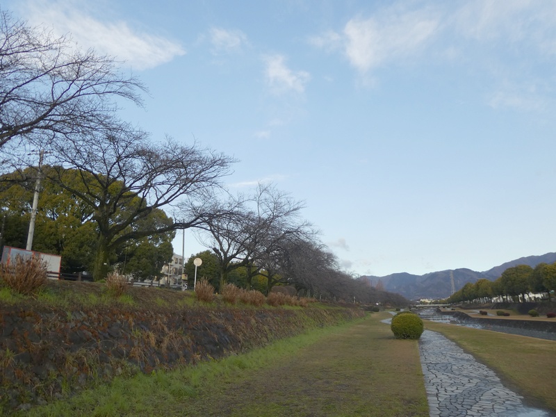 カルチャーパーク前の桜03