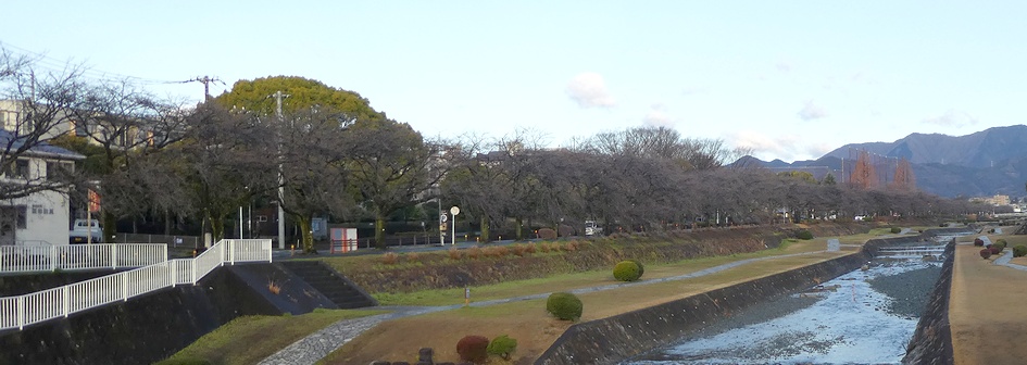 富士見大橋から見たの桜01