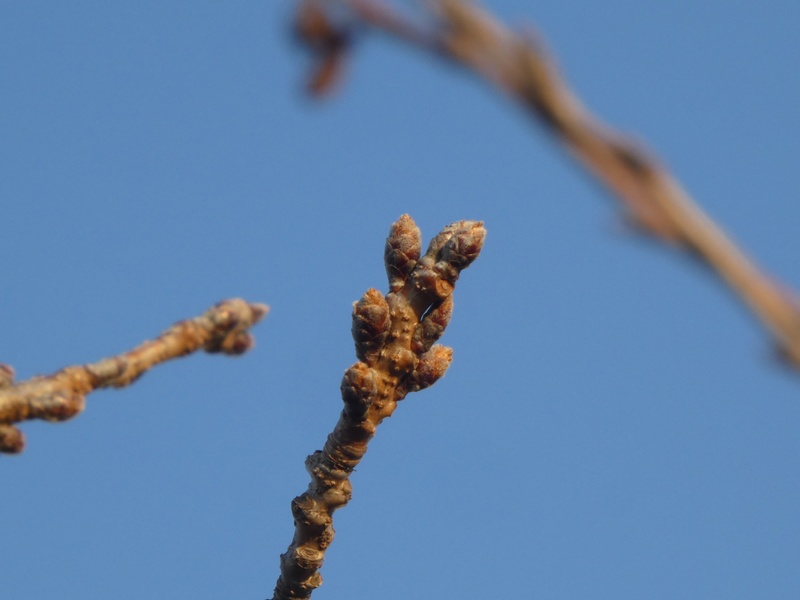 秦野市役所の桜01