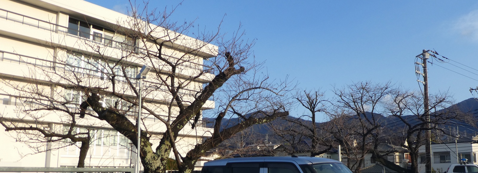 秦野市役所の桜02