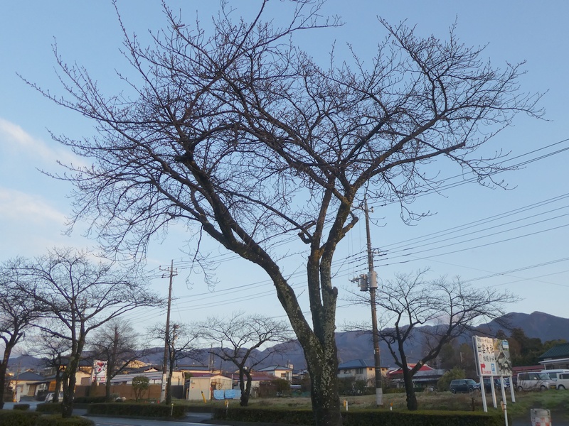 はだの桜みちの桜02