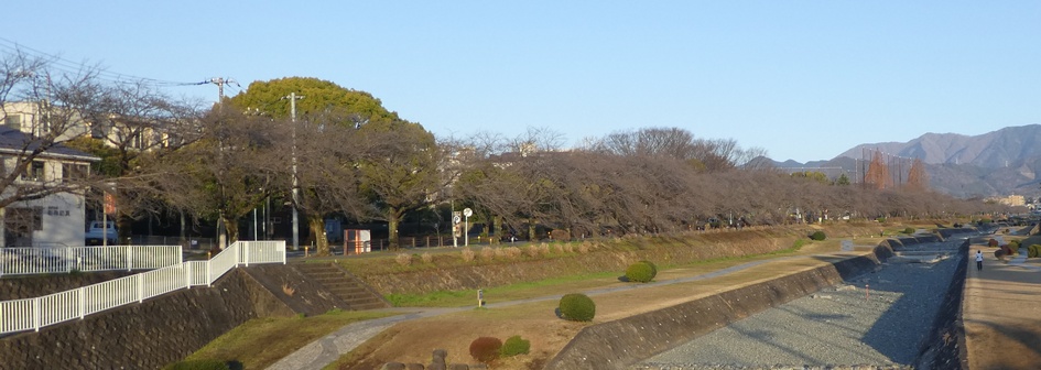 富士見大橋から見たの桜01