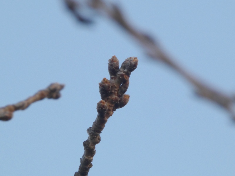 秦野市役所の桜01