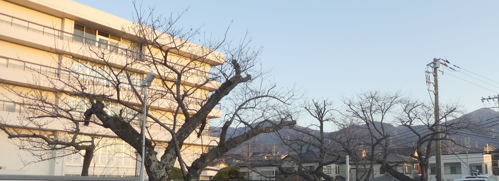 秦野市役所の桜02