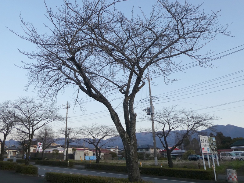 はだの桜みちの桜02