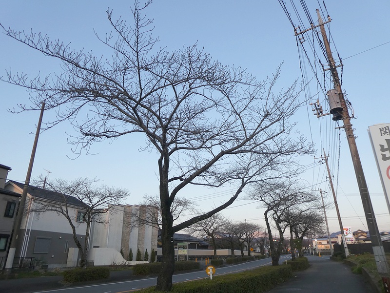 はだの桜みちの桜03