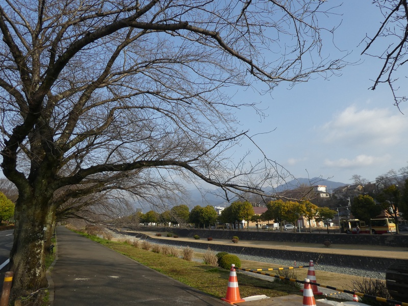 カルチャーパーク前の桜02