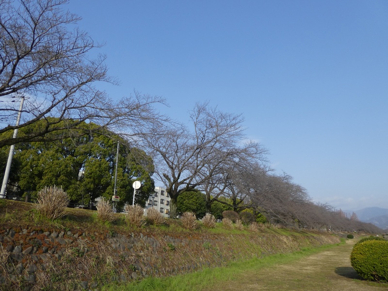 カルチャーパーク前の桜03