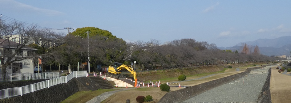 富士見大橋から見たの桜01