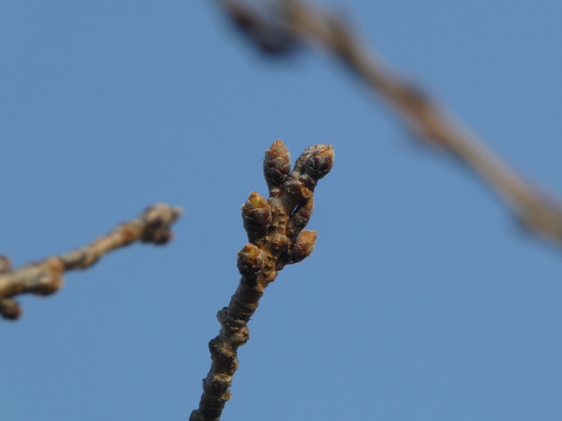 秦野市役所の桜01