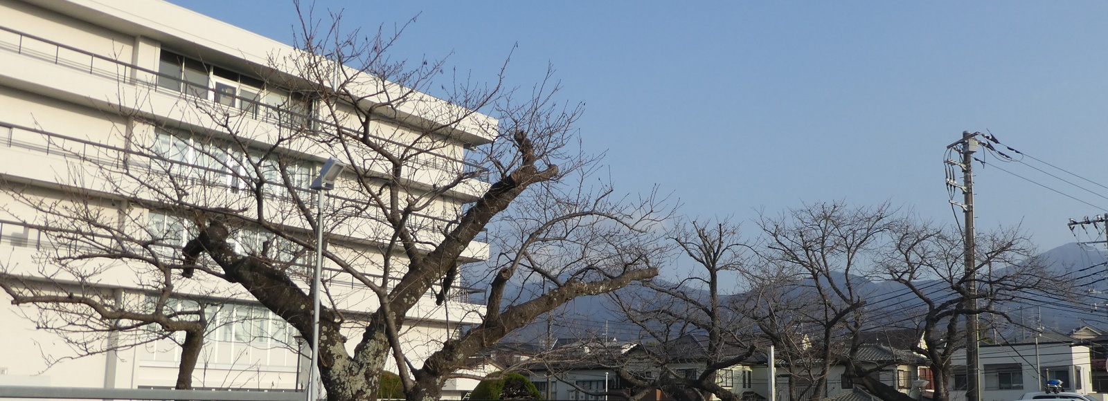 秦野市役所の桜02