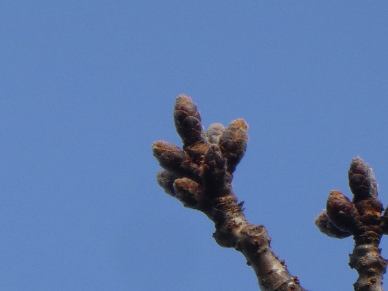 はだの桜みちの桜01