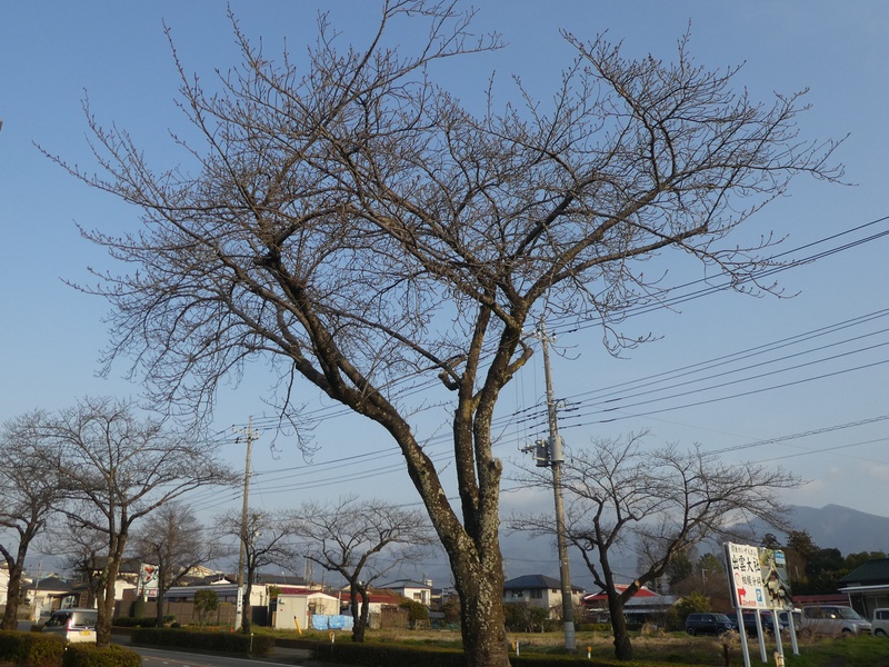 はだの桜みちの桜02