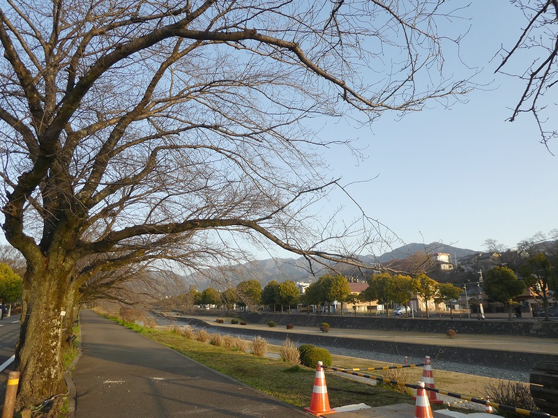 カルチャーパーク前の桜02