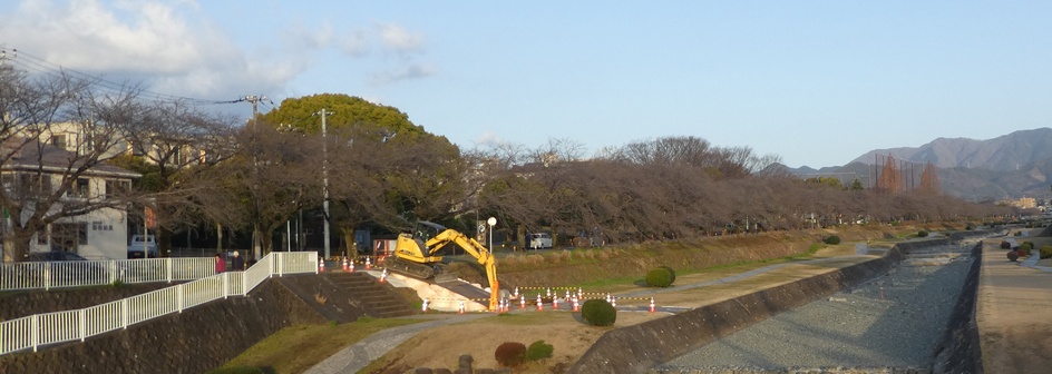 富士見大橋から見たの桜01