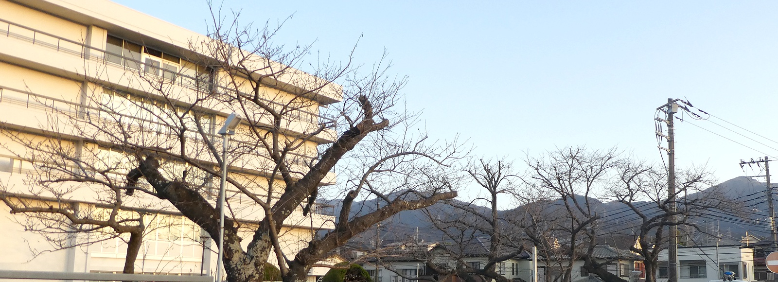 秦野市役所の桜02