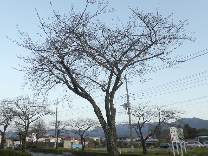 はだの桜みちの桜02