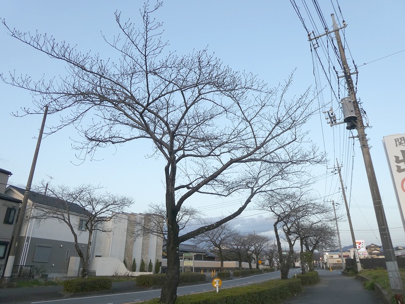 はだの桜みちの桜03