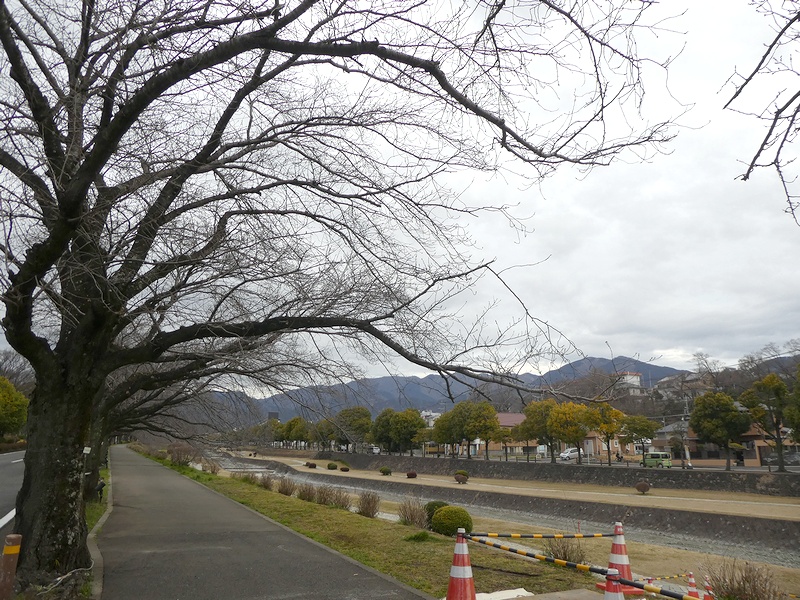 カルチャーパーク前の桜02