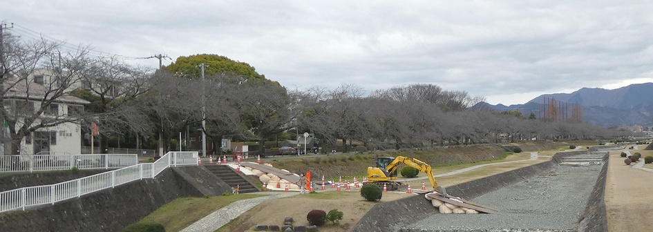 富士見大橋から見たの桜01