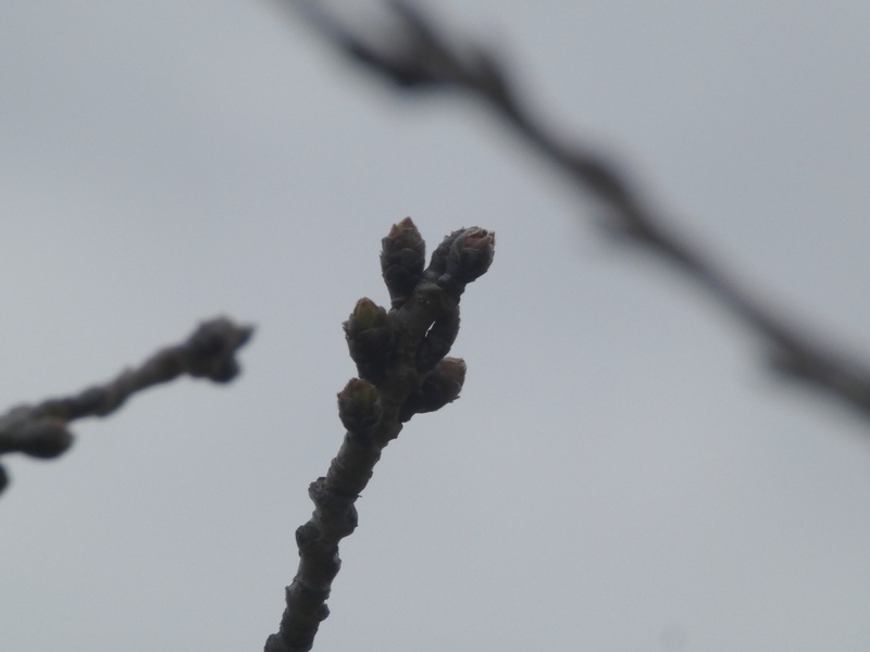 秦野市役所の桜01