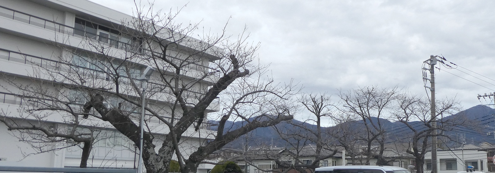 秦野市役所の桜02