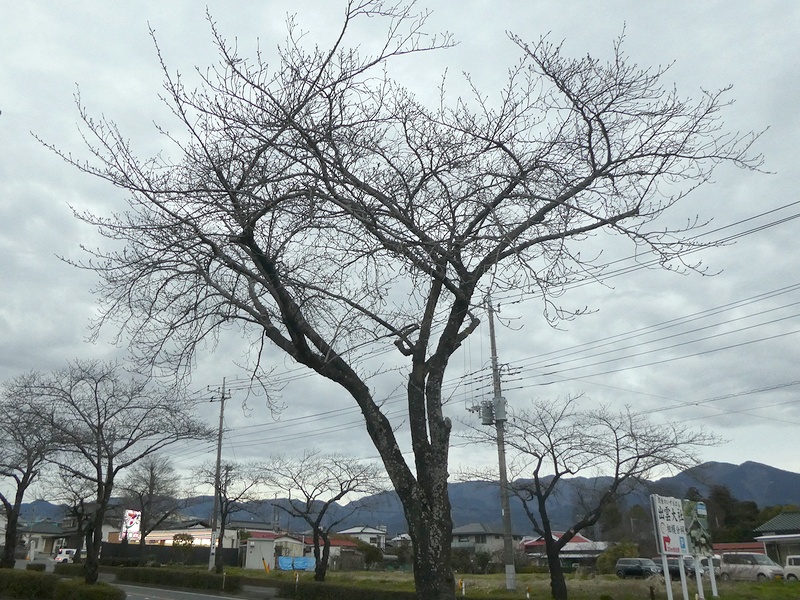 はだの桜みちの桜02