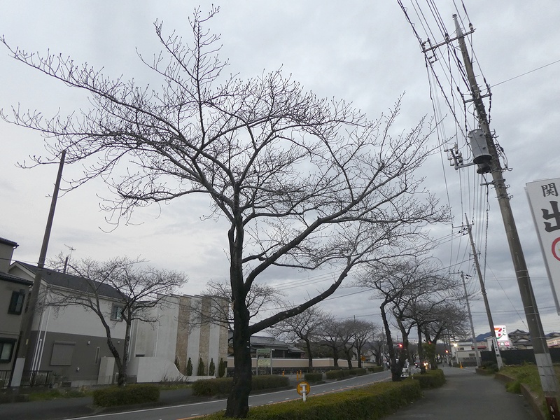 はだの桜みちの桜03