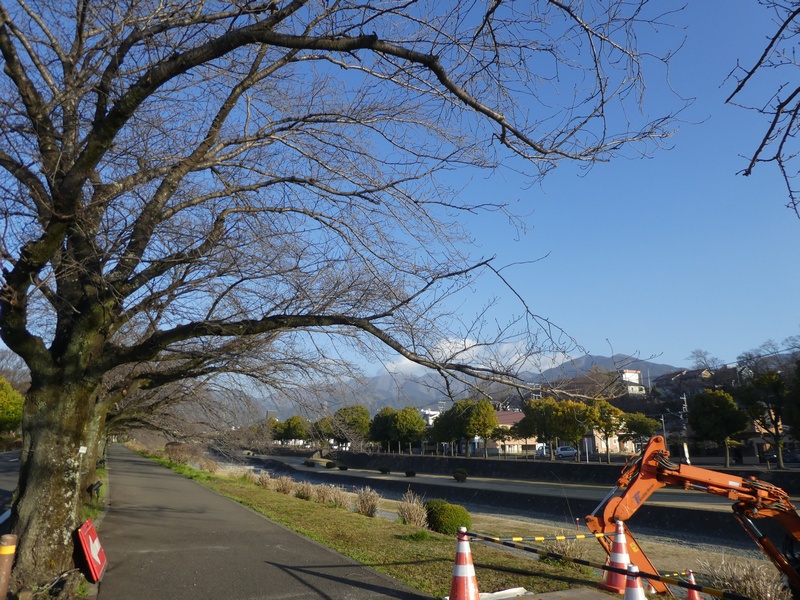 カルチャーパーク前の桜02