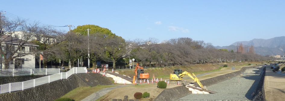 富士見大橋から見たの桜01