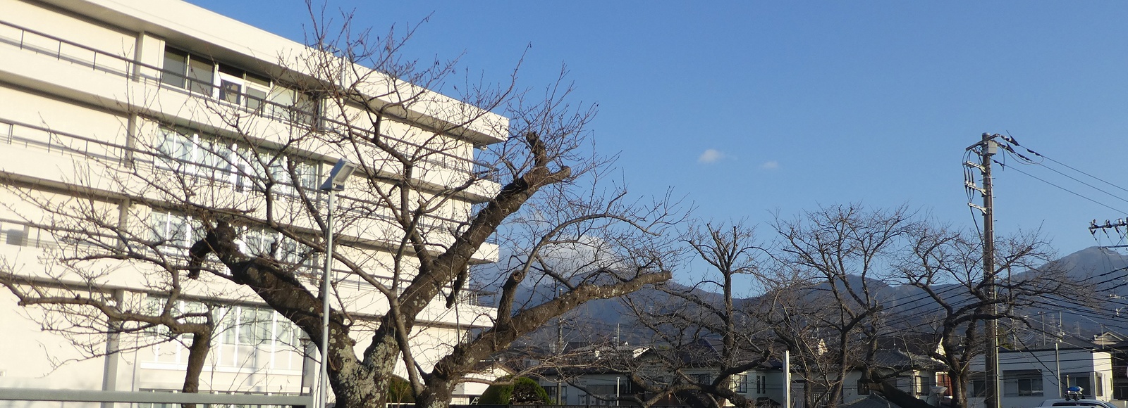 秦野市役所の桜02