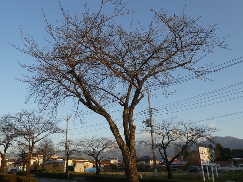 はだの桜みちの桜02