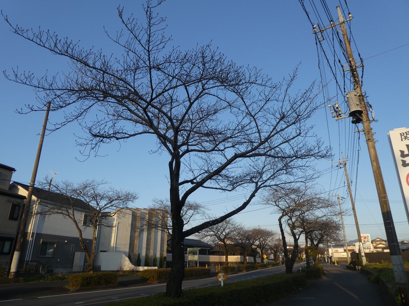 はだの桜みちの桜03