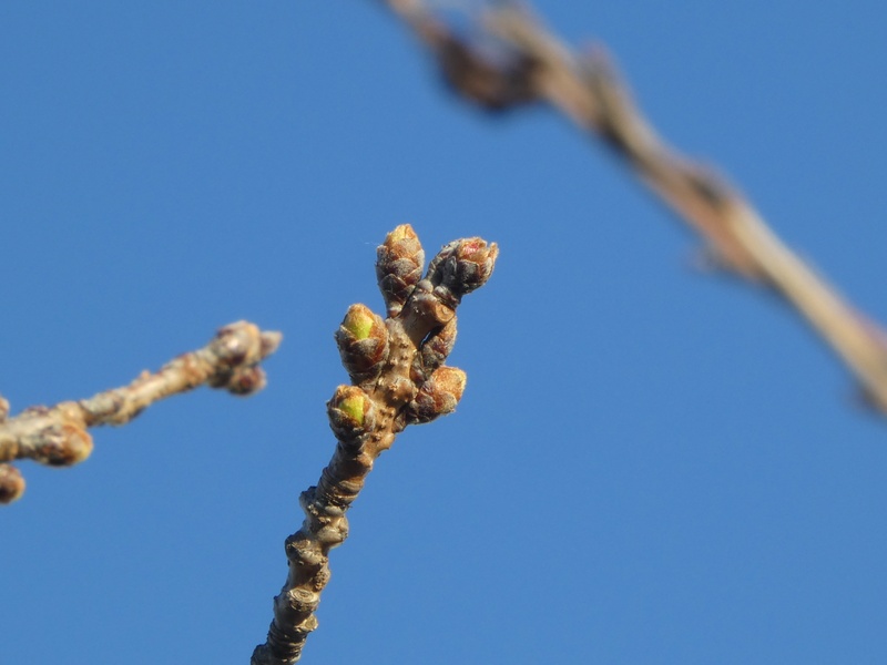 秦野市役所の桜01