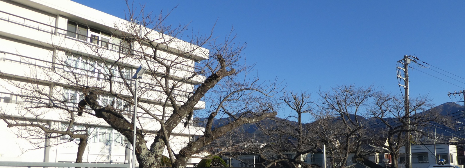 秦野市役所の桜02