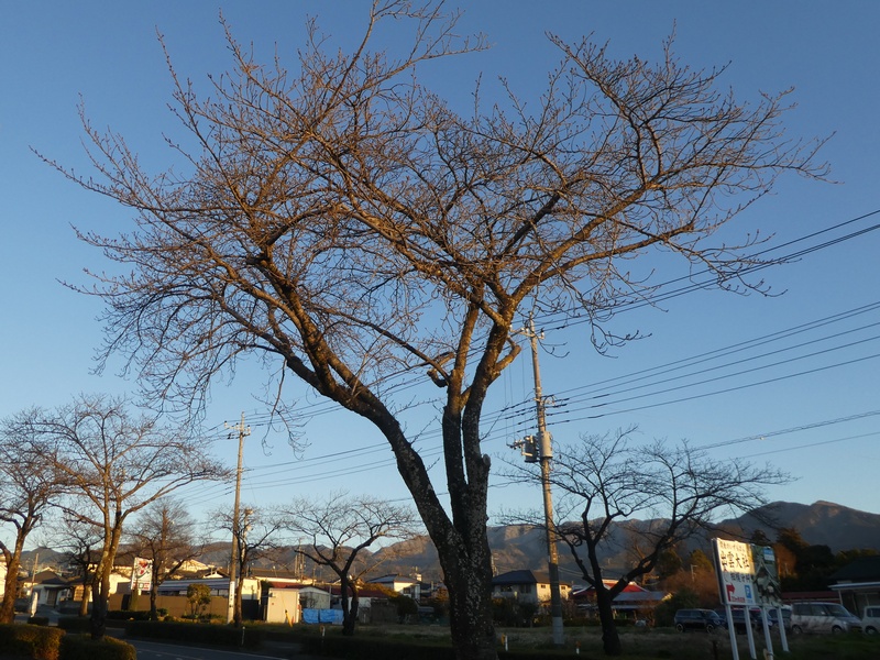 はだの桜みちの桜02