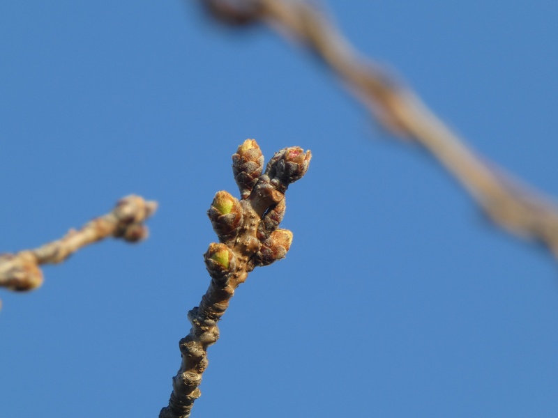 秦野市役所の桜01