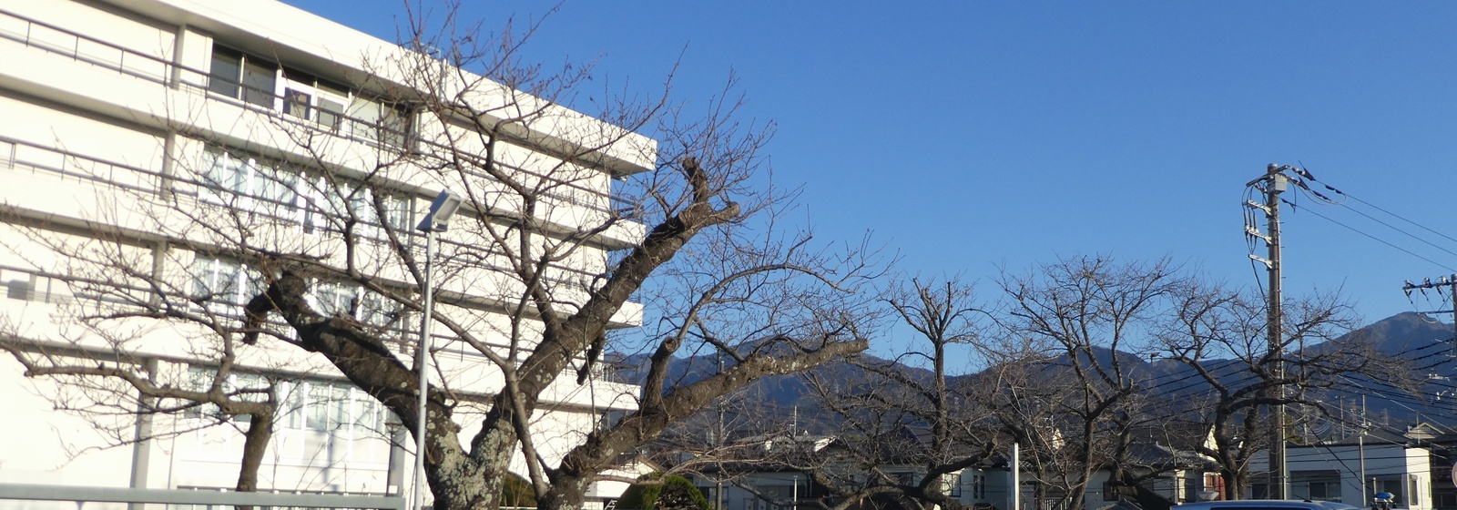 秦野市役所の桜02