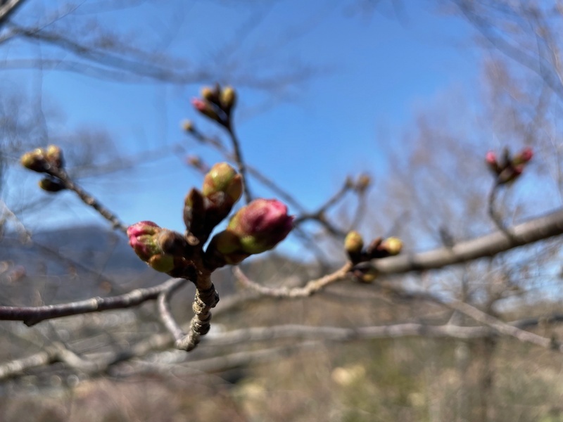 今日の桜の様子