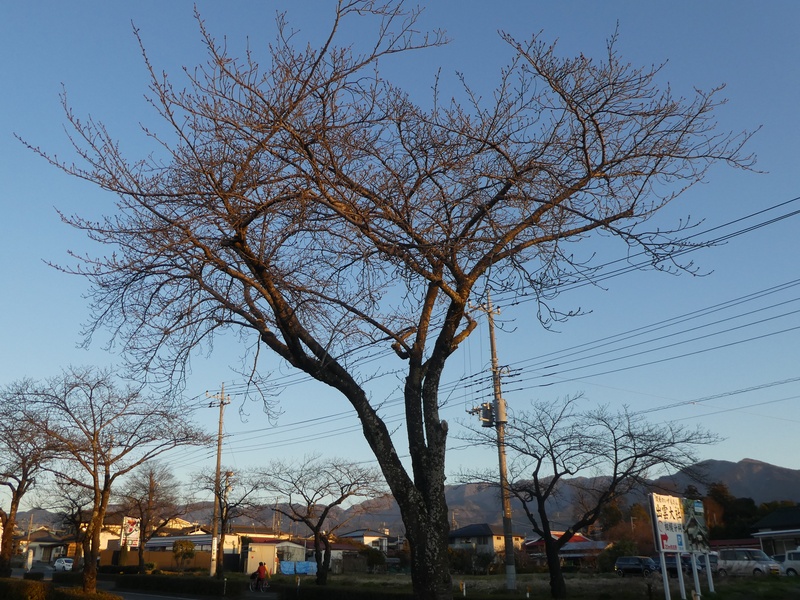 はだの桜みちの桜02