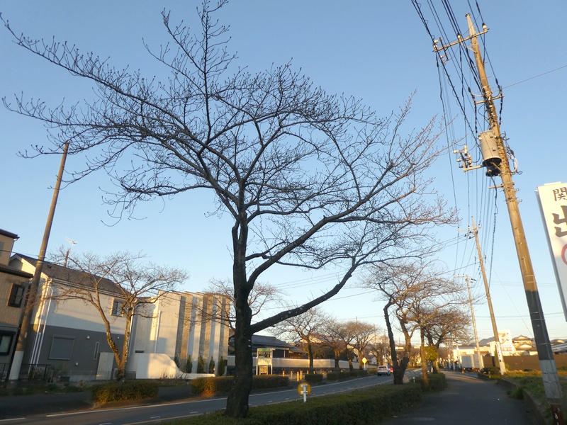 はだの桜みちの桜03